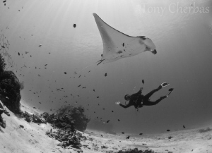 Manta vs Dolphin: Our diveguide, Dolphin Mcair, at Manta ... by Tony Cherbas 